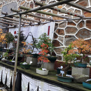comprar-bonsai-arce-bilbao