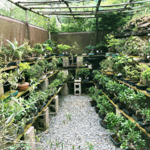 comprar-bonsai-bilbao