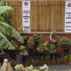 escuela-y-tienda-de-bonsais-en-guenes-1