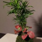 kokedama combi 2