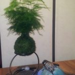 aprender kokedama