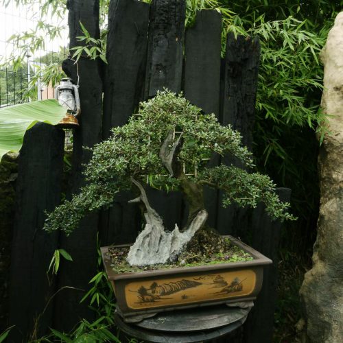 bonsai-centenario-en-guenes